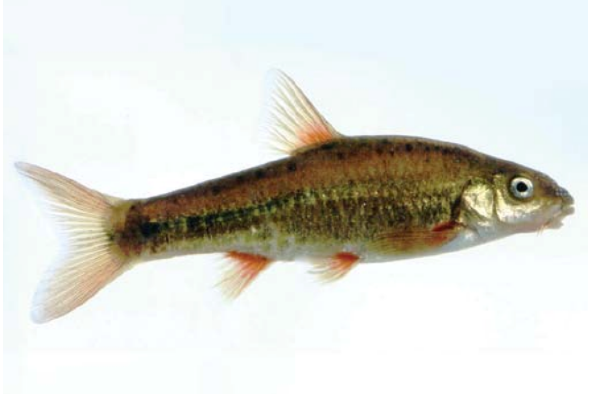 Berg River Redfin Berg River Redfin