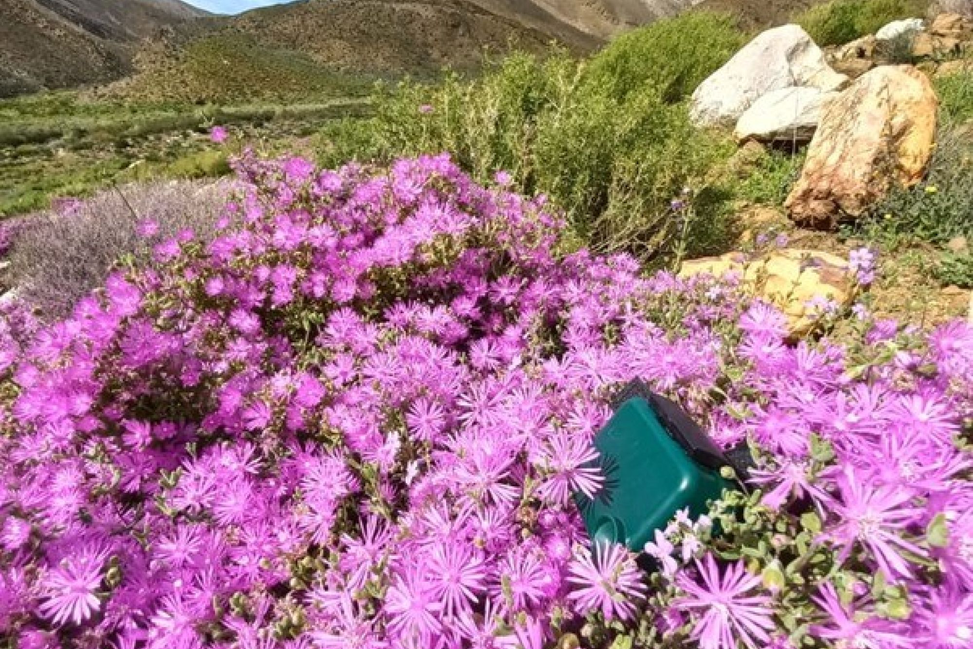 Bios Cape blog Bios Cape blog