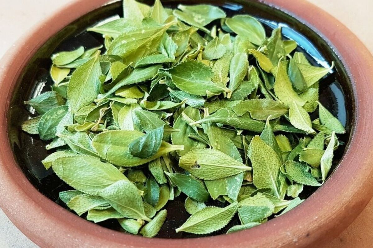 Buchu Leaves Buchu Leaves