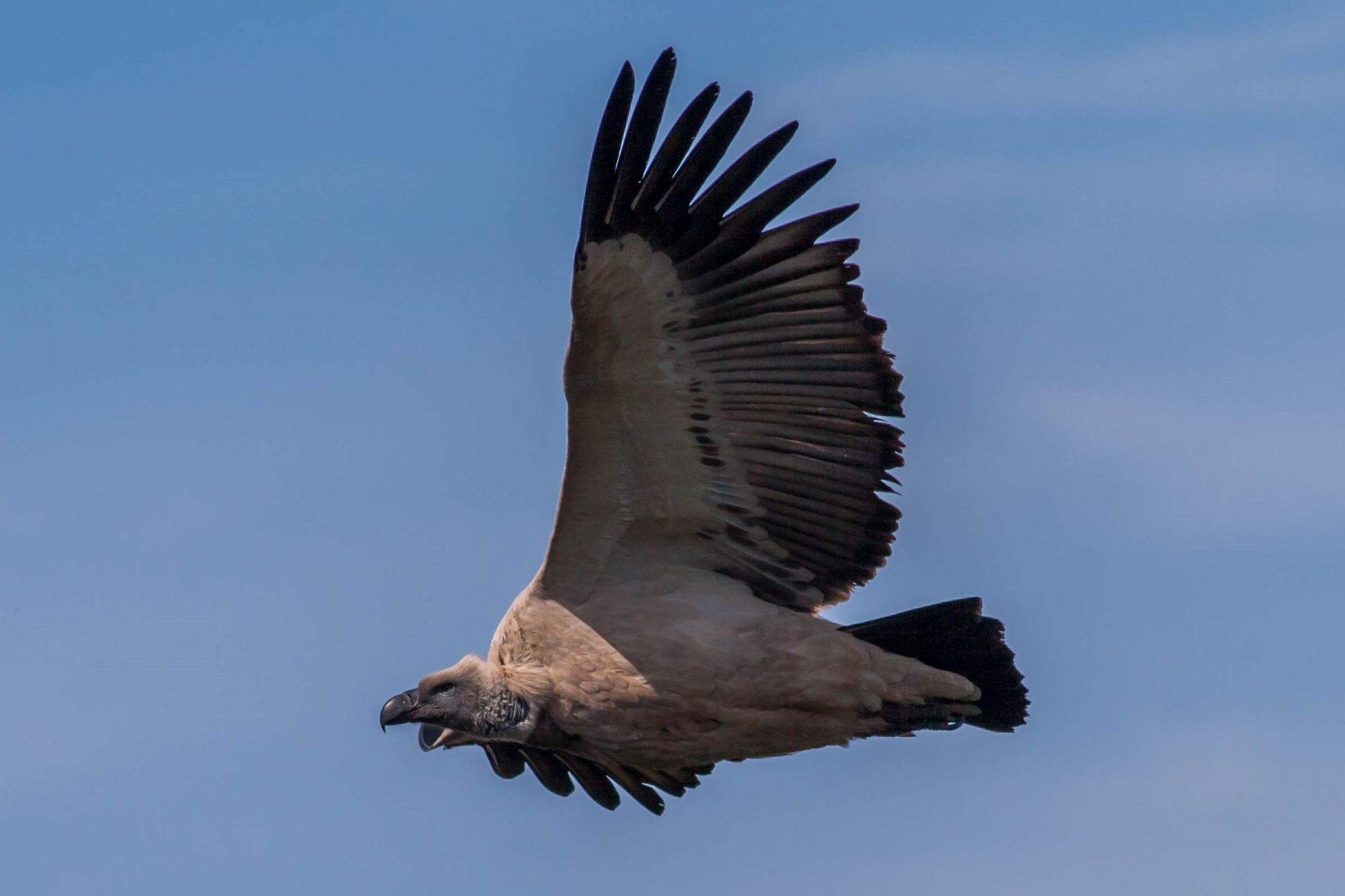Cape Vulture De Hoop 2016 09 14 2 Cape Vulture De Hoop 2016 09 14 2