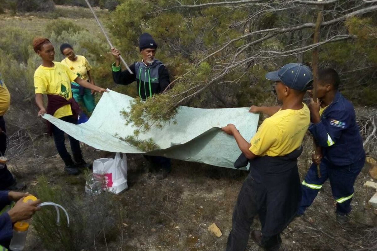 Bio control Harvesting2 Bio control Harvesting2