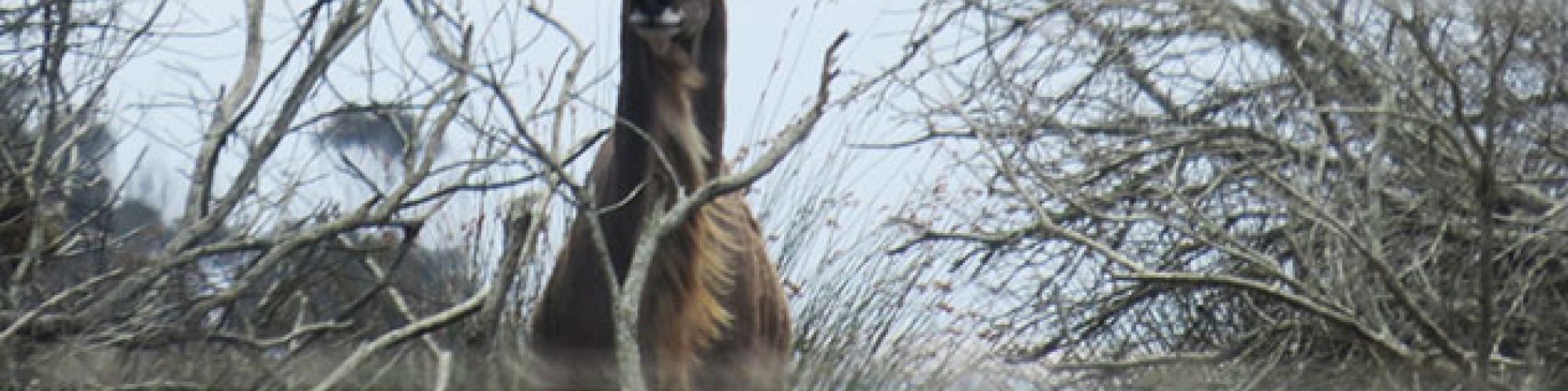 De Mond Birding November 2015 1 De Mond Birding November 2015 1