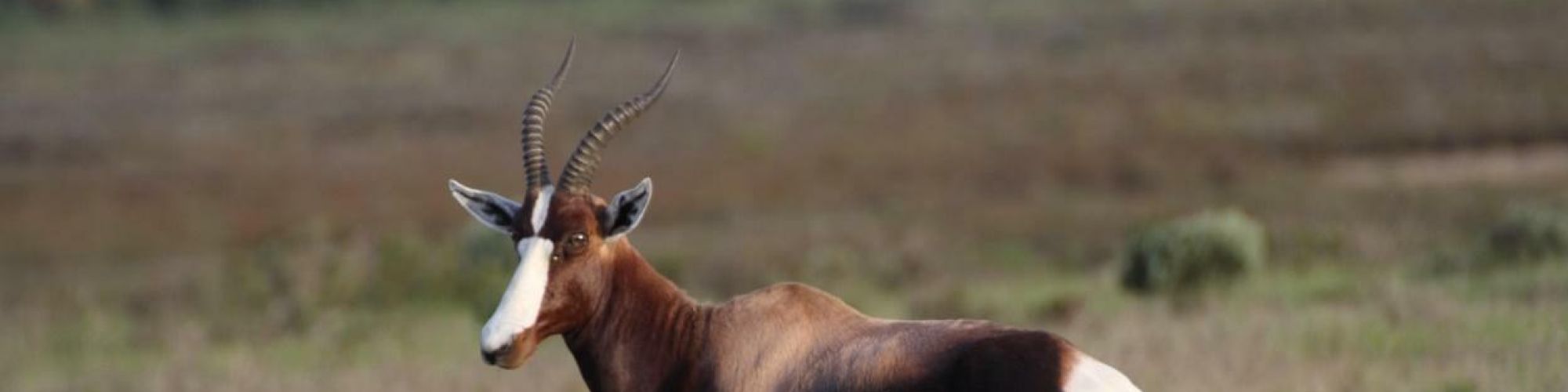 Landscape South Fauna buck Landscape South Fauna buck