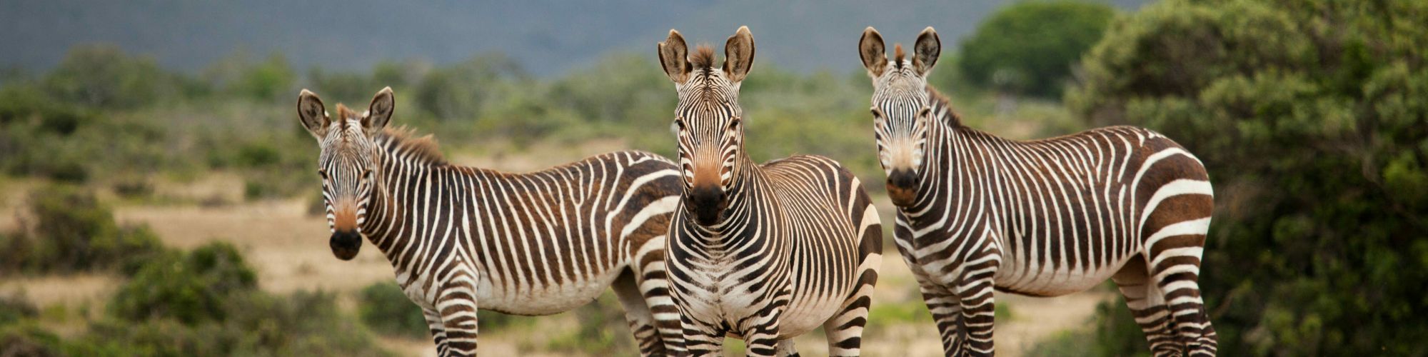 Zebra De Hoop Scott Ramsay high res Zebra De Hoop Scott Ramsay high res