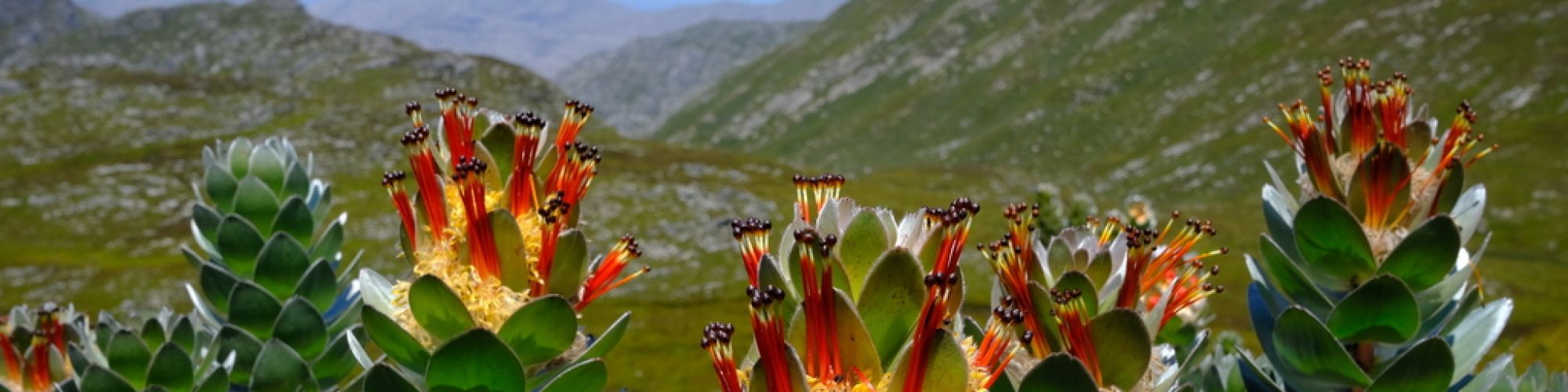 5.1.2.2. Landscape central vegetation image_Mimetes hottentoticus Nick Helme 5.1.2.2. Landscape central vegetation image_Mimetes hottentoticus Nick Helme