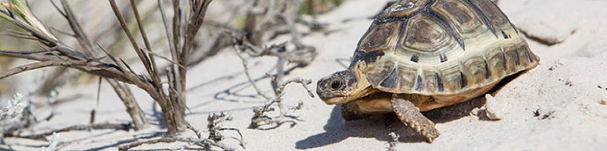 Rocherpan new overview 2 Rocherpan new overview 2