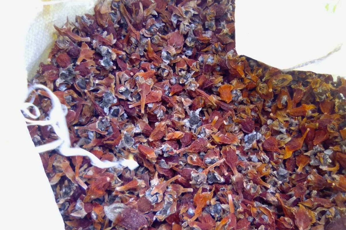 Sour fig harvesting1 Sour fig harvesting1