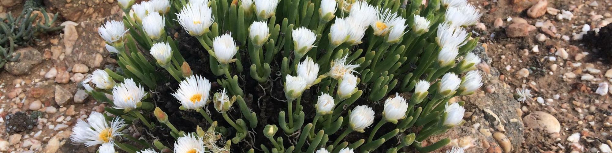 Landscape West vegetation Monilaria pisiformis Landscape West vegetation Monilaria pisiformis