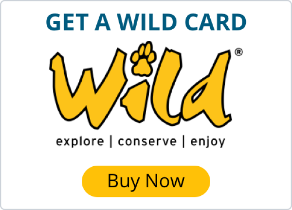 Wild Card Banner Wild Card Banner