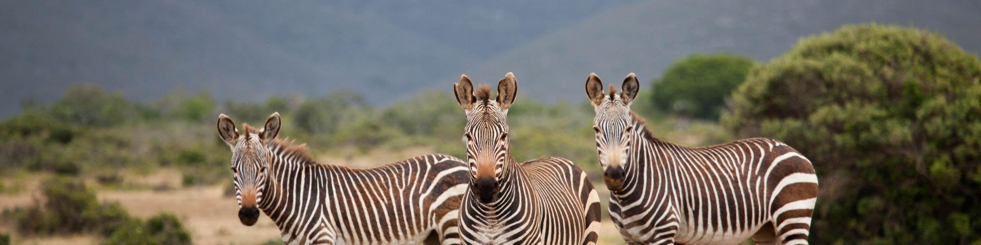 Zebra De Hoop Scott Ramsay high res Zebra De Hoop Scott Ramsay high res